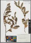Foto von Salix rhamnifolia Pall.
